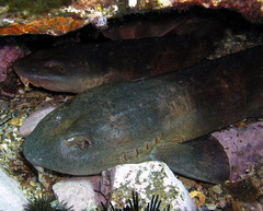 Brachaelurus waddi