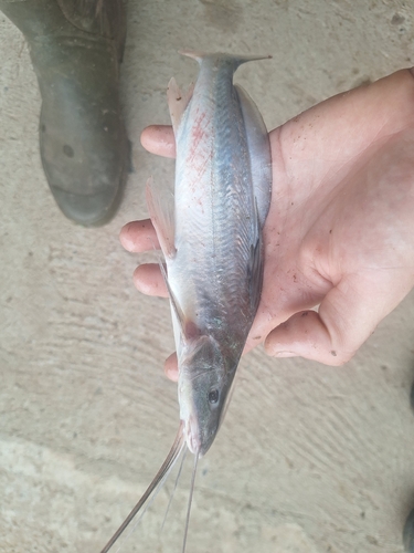 Flatwhiskered catfish (Pinirampus pirinampu) — Pimelodidae