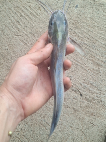 Flatwhiskered catfish (Pinirampus pirinampu) — Pimelodidae — 5