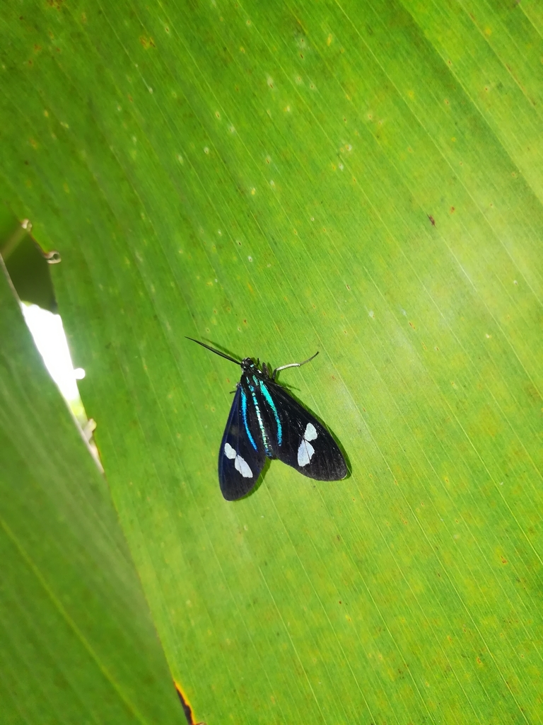 Agyrta porphyria