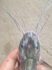 Flatwhiskered Catfish photo 3