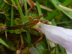 Mazus radicans