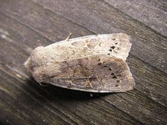 Orthosia populeti