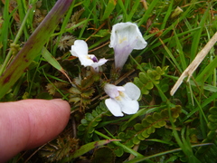 Mazus radicans