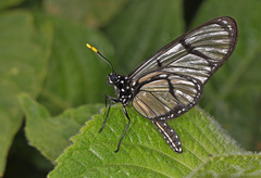 Methona confusa psamathe