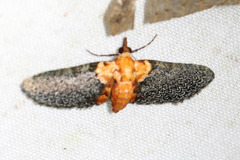 Eupithecia cuneilineata