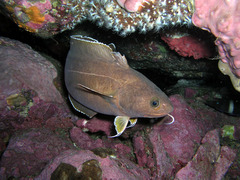 Lotella rhacina