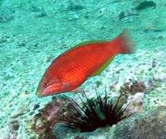 Pseudolabrus luculentus