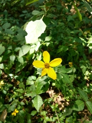 Bidens ostruthioides