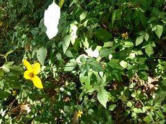 Bidens ostruthioides