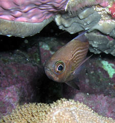 Pempheris multiradiata