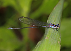 Argia oculata