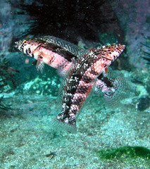 Eupetrichthys angustipes