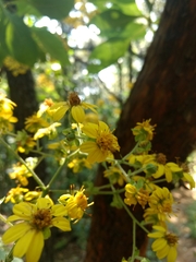 Rumfordia floribunda