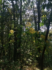 Rumfordia floribunda