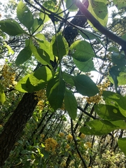 Rumfordia floribunda