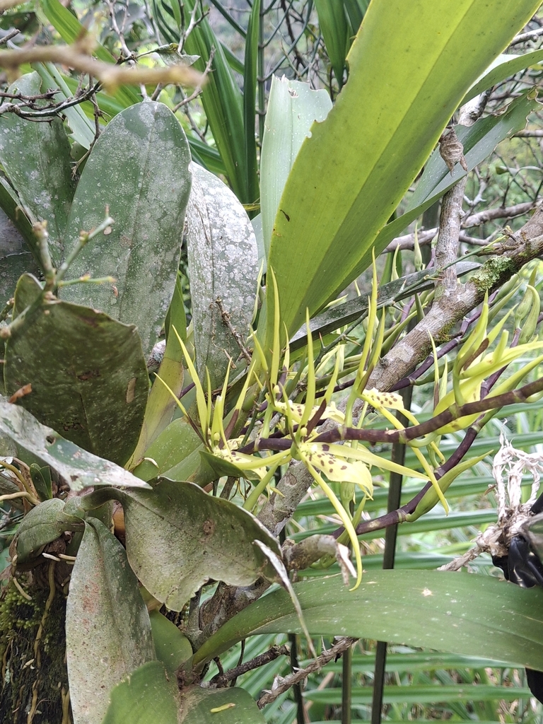 Brassia wageneri Rchb.f. 3