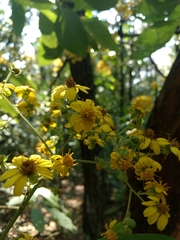 Rumfordia floribunda