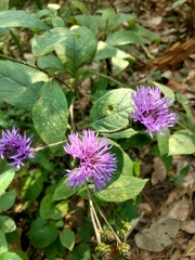 Vernonia alamanii