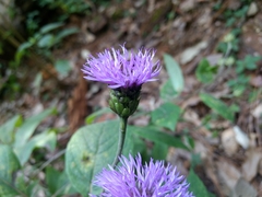 Vernonia alamanii