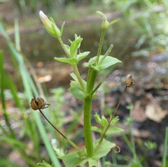 Gratiola pedunculata
