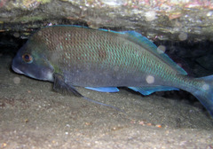 Nemadactylus douglasii