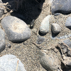 Actenonyx bembidioides