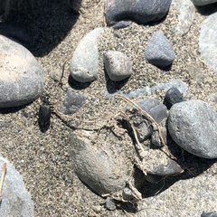 Actenonyx bembidioides