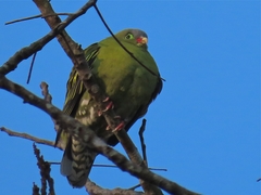 Treron curvirostra