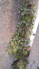 Parietaria judaica
