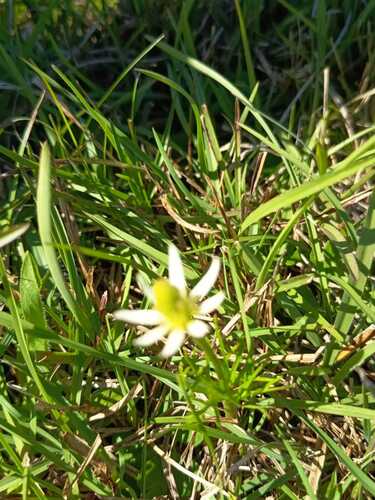 Southern Anemone