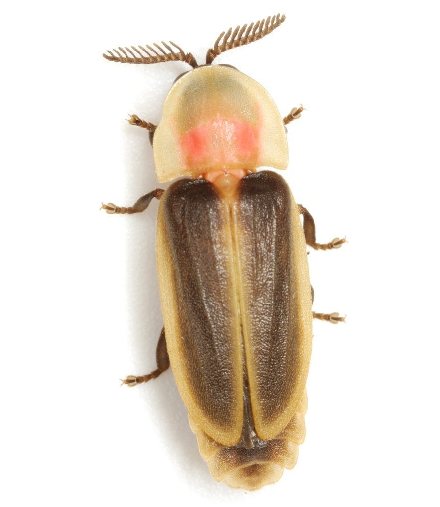 Pleotomus pallens