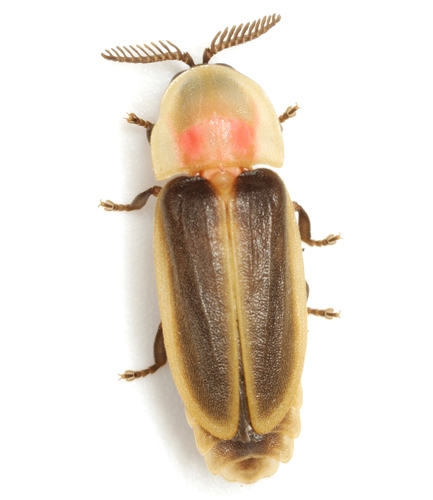 Pleotomus pallens LeConte, 1866