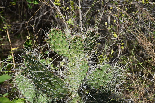 Consolea macracantha, photograph 1