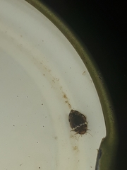 Laccophilus oscillator