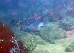 Nemadactylus douglasii