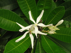 Himatanthus bracteatus