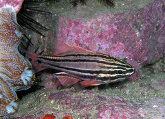 Ostorhinchus limenus