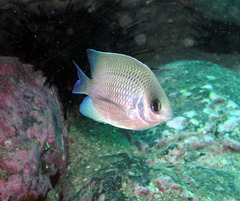 Mecaenichthys immaculatus