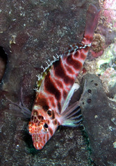 Cirrhitichthys aprinus