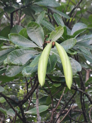 Himatanthus bracteatus