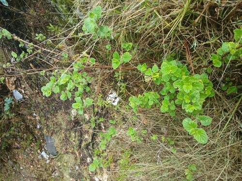 Minthostachys mollis, photograph 2