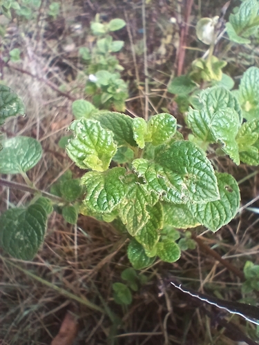 Minthostachys mollis, photograph 3