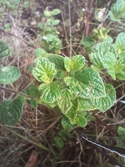 Minthostachys mollis, photograph (c) Noemi Guerrero, some rights reserved (CC BY-SA)