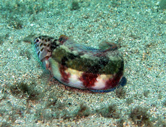 Eupetrichthys angustipes