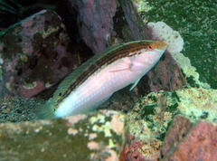 Suezichthys arquatus