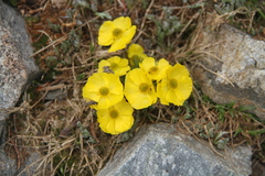 Ranunculus adoneus