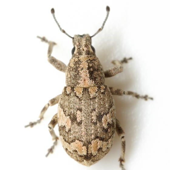 Epicaerus