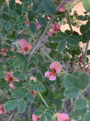 Indigofera ingrata