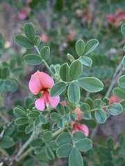 Indigofera ingrata